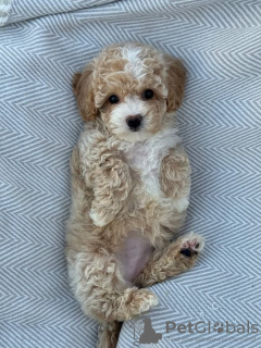 Photo №2 to announcement № 130448 for the sale of  - buy in Germany 