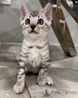 Photo №1. bengal cat - for sale in the city of Nuremberg | 706$ | Announcement № 152551
