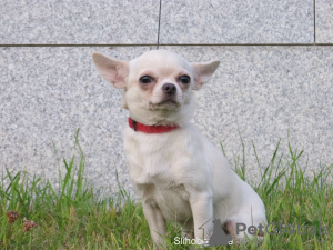 Photo №2 to announcement № 5524 for the sale of chihuahua - buy in Russian Federation private announcement, breeder