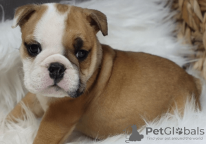 Photo №2 to announcement № 88680 for the sale of english bulldog - buy in Israel private announcement