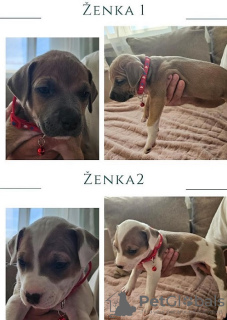 Photo №1. american pit bull terrier - for sale in the city of Barajevo | negotiated | Announcement № 79091