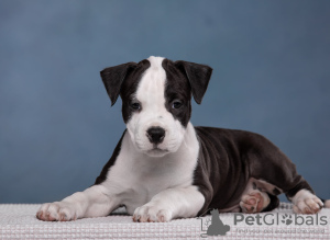 Photo №1. american staffordshire terrier - for sale in the city of St. Petersburg | 78102928$ | Announcement № 105667