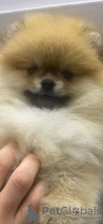 Additional photos: Charming Spitz puppies