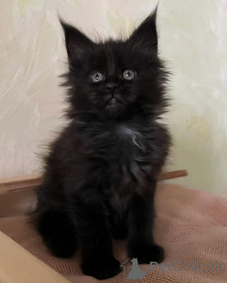 Photo №1. maine coon - for sale in the city of Munich | 659$ | Announcement № 150611