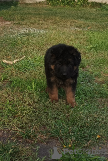 Photo №4. I will sell german shepherd in the city of Poddębice. private announcement, breeder - price - negotiated