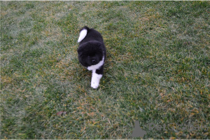 Photo №3. Home Trained Akita Puppies For Adoption. Germany