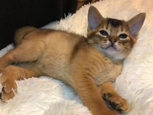 Photo №3. Abyssinian kittens of wild color are on sale. There are 2 boys left.. Russian Federation