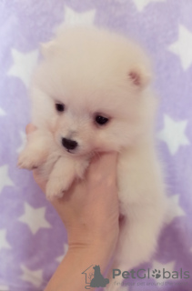 Photo №1. japanese spitz - for sale in the city of Dnipro | 8000$ | Announcement № 42084