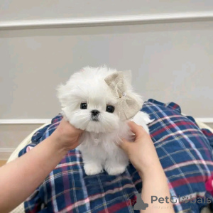 Photo №1. maltese dog - for sale in the city of Chicago | 400$ | Announcement № 137598