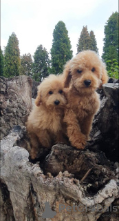 Additional photos: Beautiful MALTIPOO puppies