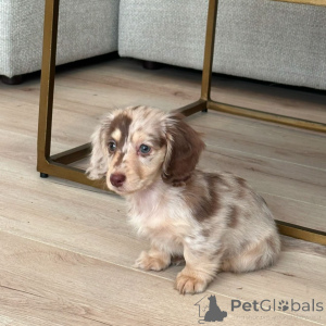 Photo №1. dachshund - for sale in the city of Naarden | negotiated | Announcement № 160248