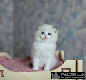 Photo №3. German Rex. Belgium