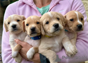 Photo №1. american cocker spaniel - for sale in the city of Barsel | 329$ | Announcement № 153476