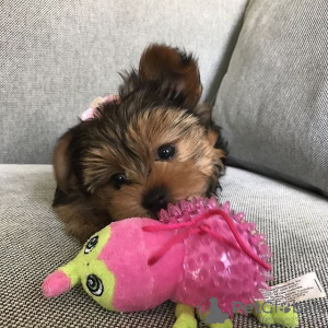 Photo №3. little Yorkshire Terrier puppies males and females.. Germany