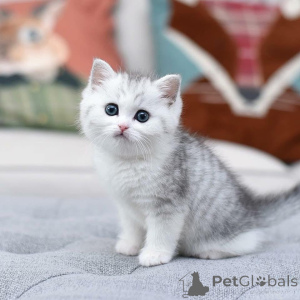 Photo №3. kittens are one of the most enchanting and visually stunning felines in the cat. Spain