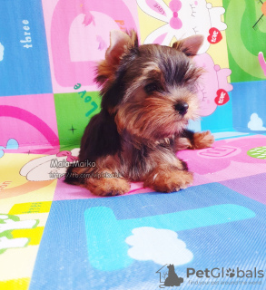 Photo №4. I will sell yorkshire terrier in the city of Tbilisi. private announcement, from nursery - price - 600$