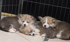 Photo №1. welsh corgi - for sale in the city of Berlin | 370$ | Announcement № 116837