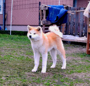 Photo №2 to announcement № 129126 for the sale of akita - buy in Serbia breeder