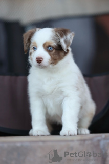 Photo №2 to announcement № 121903 for the sale of australian shepherd - buy in Russian Federation from nursery, breeder