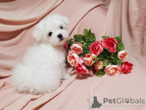 Photo №3. Adorable puppies ready for new home. United States