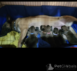 Photo №2 to announcement № 67900 for the sale of malinois - buy in Israel private announcement