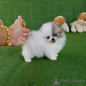 Photo №2 to announcement № 162179 for the sale of pomeranian - buy in Switzerland 