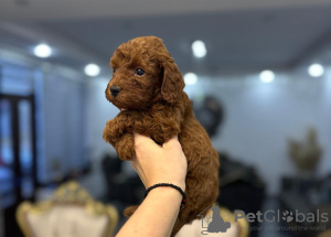 Photo №4. I will sell poodle (toy) in the city of Belgrade. private announcement - price - negotiated