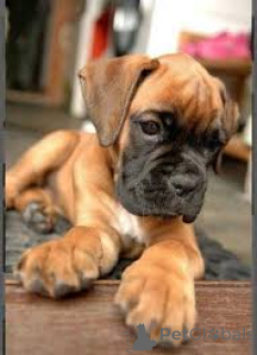 Photo №2 to announcement № 160950 for the sale of boxer - buy in France private announcement, breeder
