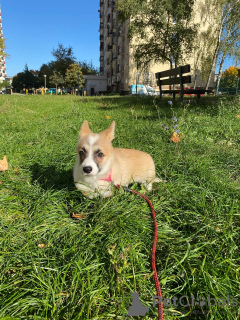 Additional photos: Welpen von Corgi