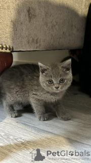 Photo №2 to announcement № 108606 for the sale of british shorthair - buy in Germany private announcement, from nursery, from the shelter, breeder