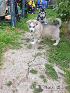 Photo №2 to announcement № 108826 for the sale of siberian husky - buy in United States private announcement, from nursery, from the shelter, breeder