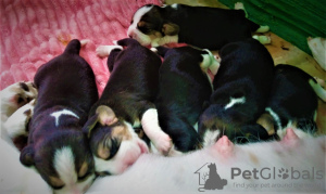 Photo №1. beagle - for sale in the city of Kiev | 354$ | Announcement № 36888