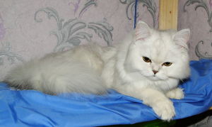 Photo №3. Scottish fluffy silver cat. Russian Federation