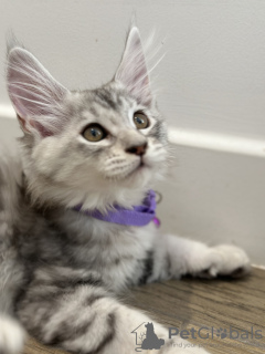 Additional photos: Palm Riviera Cattery Elite Maine Coon Kittens with Passport, Genetic Testing and