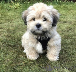 Photo №1. lhasa apso - for sale in the city of Амстердам | negotiated | Announcement № 44014