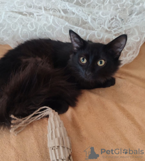 Photo №3. Dark chocolate fluffy - Marsik wants to start a family.. Russian Federation