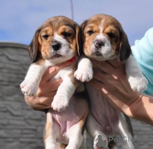 Photo №4. I will sell  in the city of Augsburg.  - price - negotiated