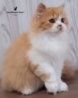 Photo №1. british longhair - for sale in the city of Tomsk | 845$ | Announcement № 6744