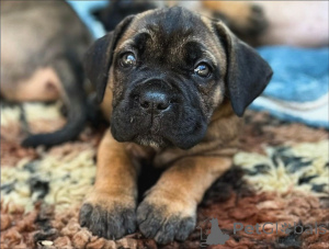 Photo №3. Cane Corso Puppies with Excellent Temperament and Champion Bloodlines. Germany