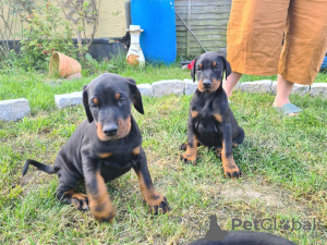 Photo №1. dobermann - for sale in the city of Bucharest | 242$ | Announcement № 10259