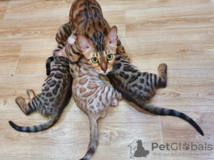 Photo №1. bengal cat - for sale in the city of Kazan | 408$ | Announcement № 10560