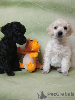 Additional photos: Poodle puppies for sale