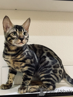 Additional photos: Bengal kitten for sale