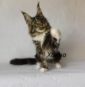 Photo №4. I will sell maine coon in the city of Vladimir. from nursery - price - negotiated