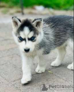 Photo №1. siberian husky - for sale in the city of Helsinki | negotiated | Announcement № 62705