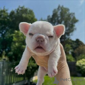 Photo №2 to announcement № 169534 for the sale of french bulldog - buy in Estonia breeder