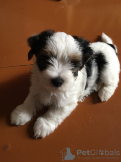 Photo №3. Beaver York puppies for sale. Belarus