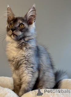 Photo №1. maine coon - for sale in the city of Monaco | negotiated | Announcement № 164569