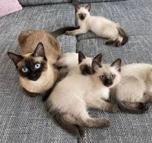 Photo №1. siamese cat - for sale in the city of Brussels | 516$ | Announcement № 172711