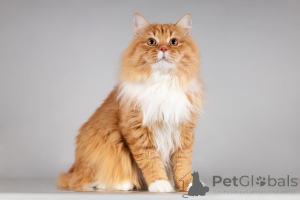 Photo №3. The red cat Pushkin is looking for a family.. Russian Federation